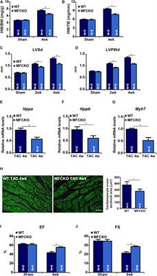 Myeloid MKL1 Disseminates Cues to Promote Cardiac Hypertrophy in Mice